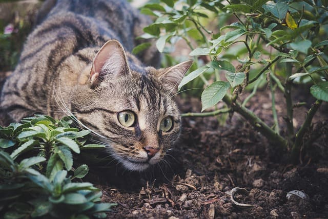 Cómo ahuyentar gatos de tu jardín sin hacerles daño
